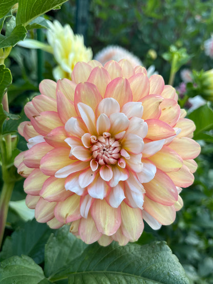 Prairie Home Judith Ann -Cutting-