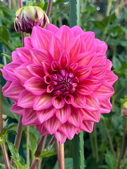 Belle (Juliette) -Cutting-