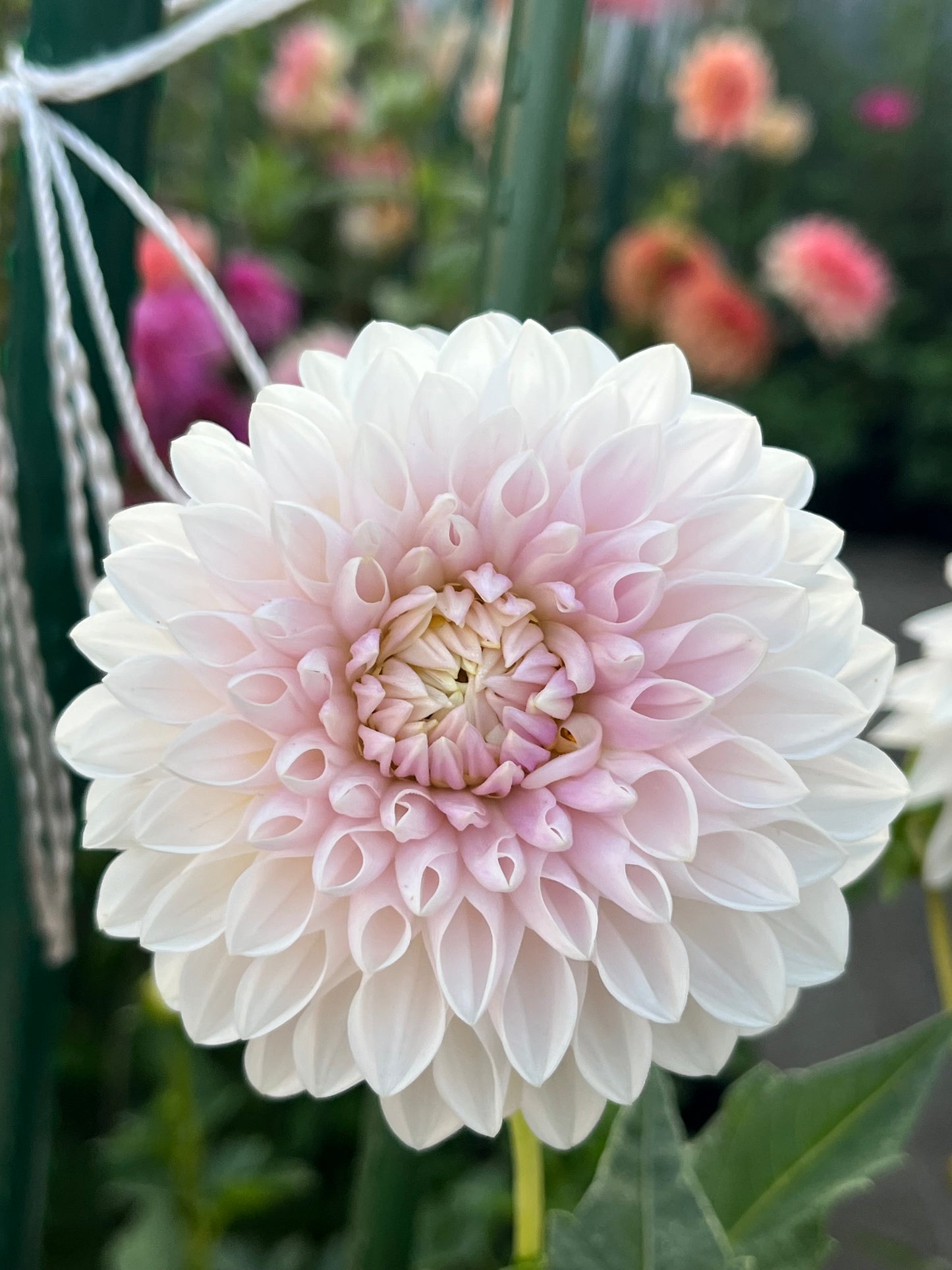 Miss Anne Francis -Cutting-