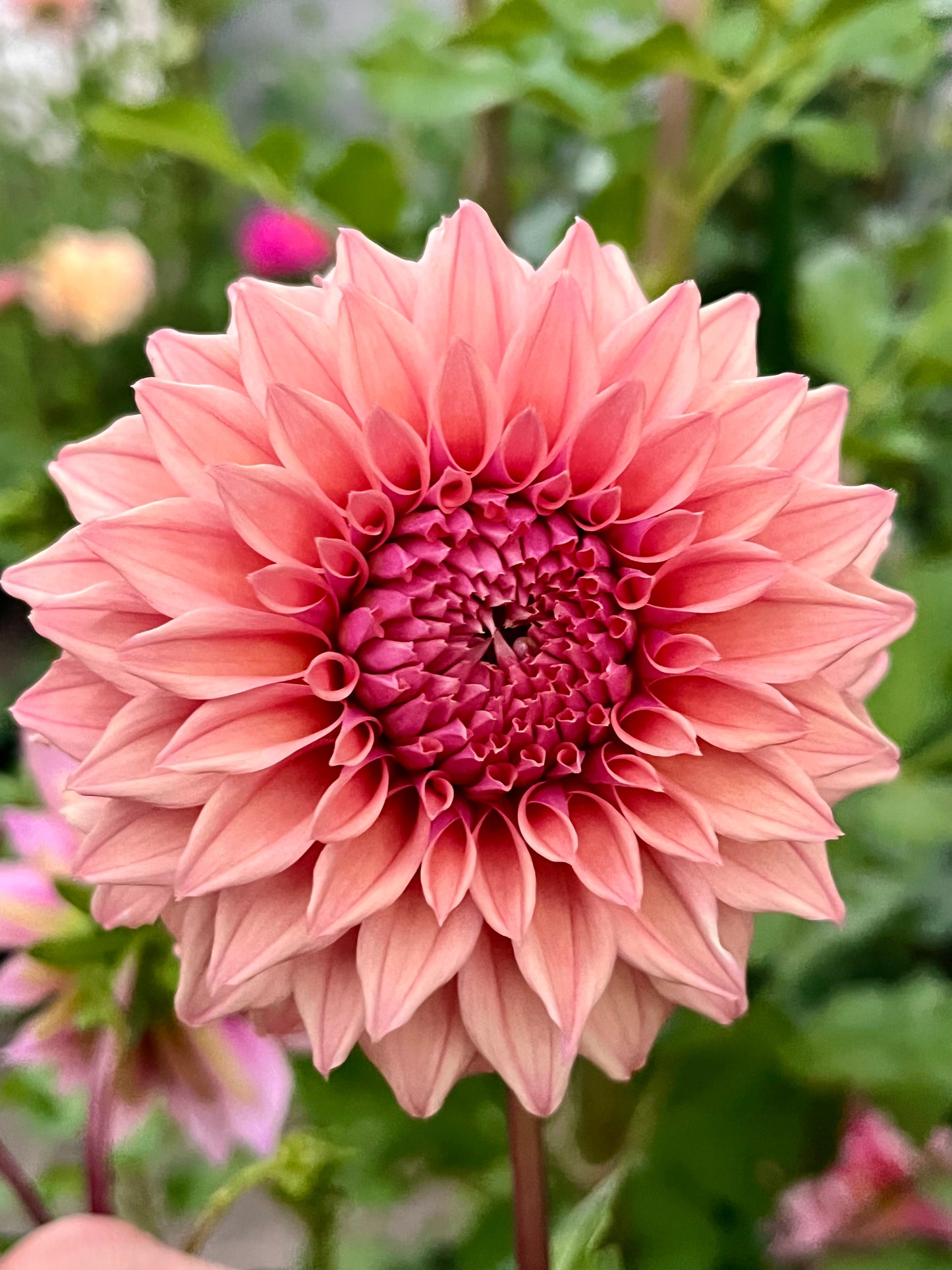 Lee’s Swiss Miss -Cutting-