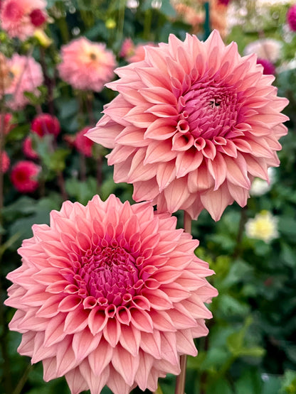 Lee’s Swiss Miss -Cutting-