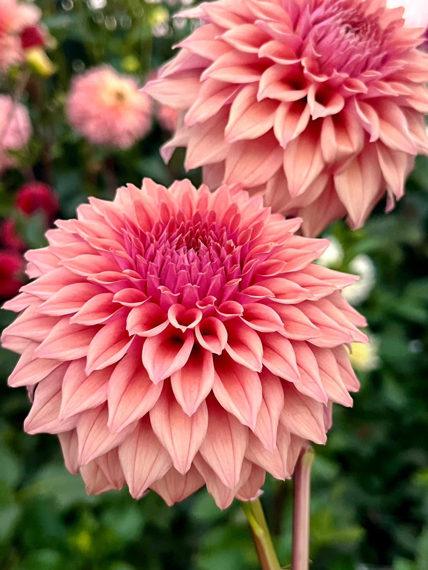 Lee’s Swiss Miss -Cutting-