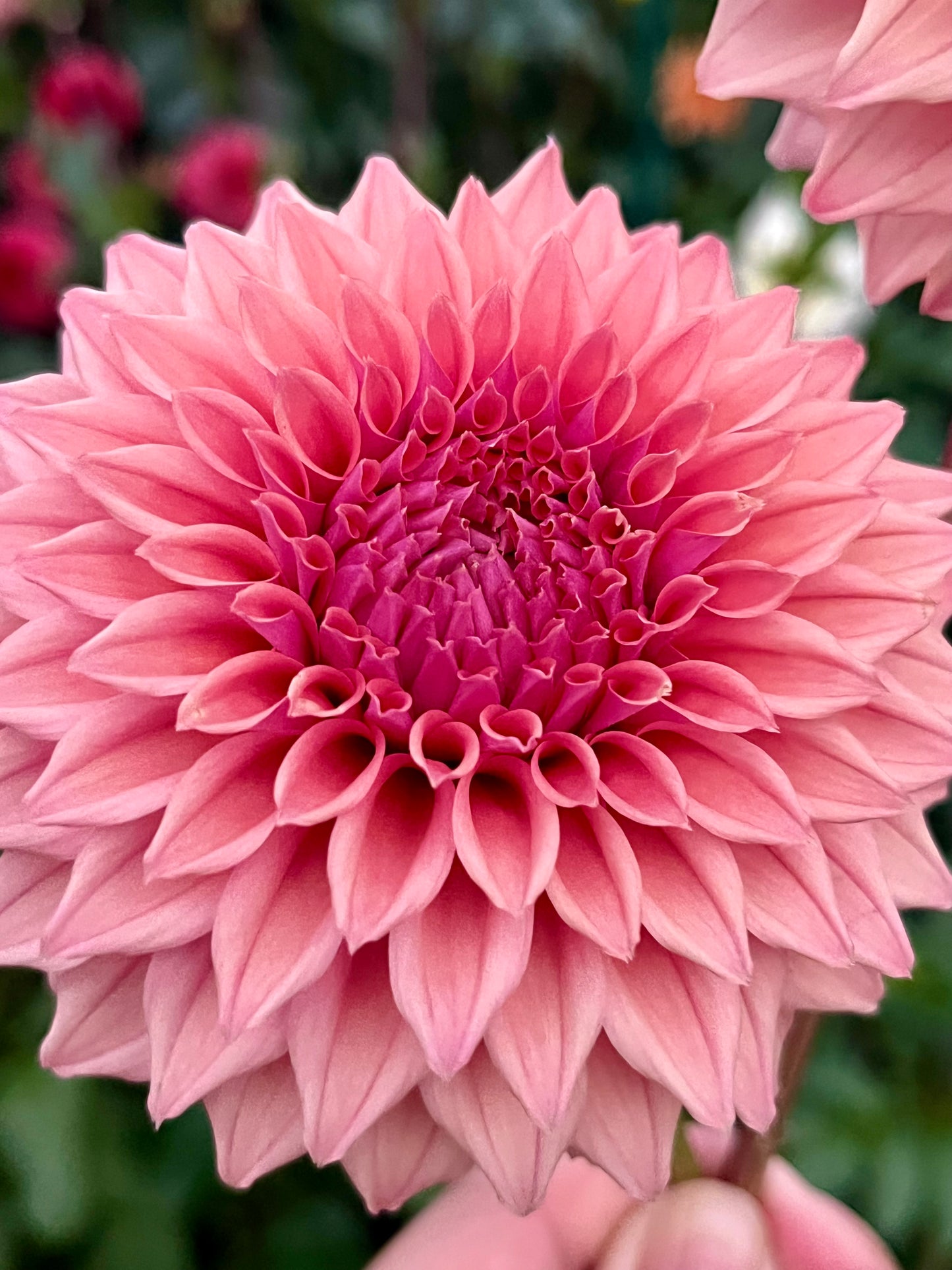 Lee’s Swiss Miss -Cutting-