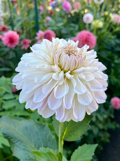 Clasico🇯🇵 -Cutting-