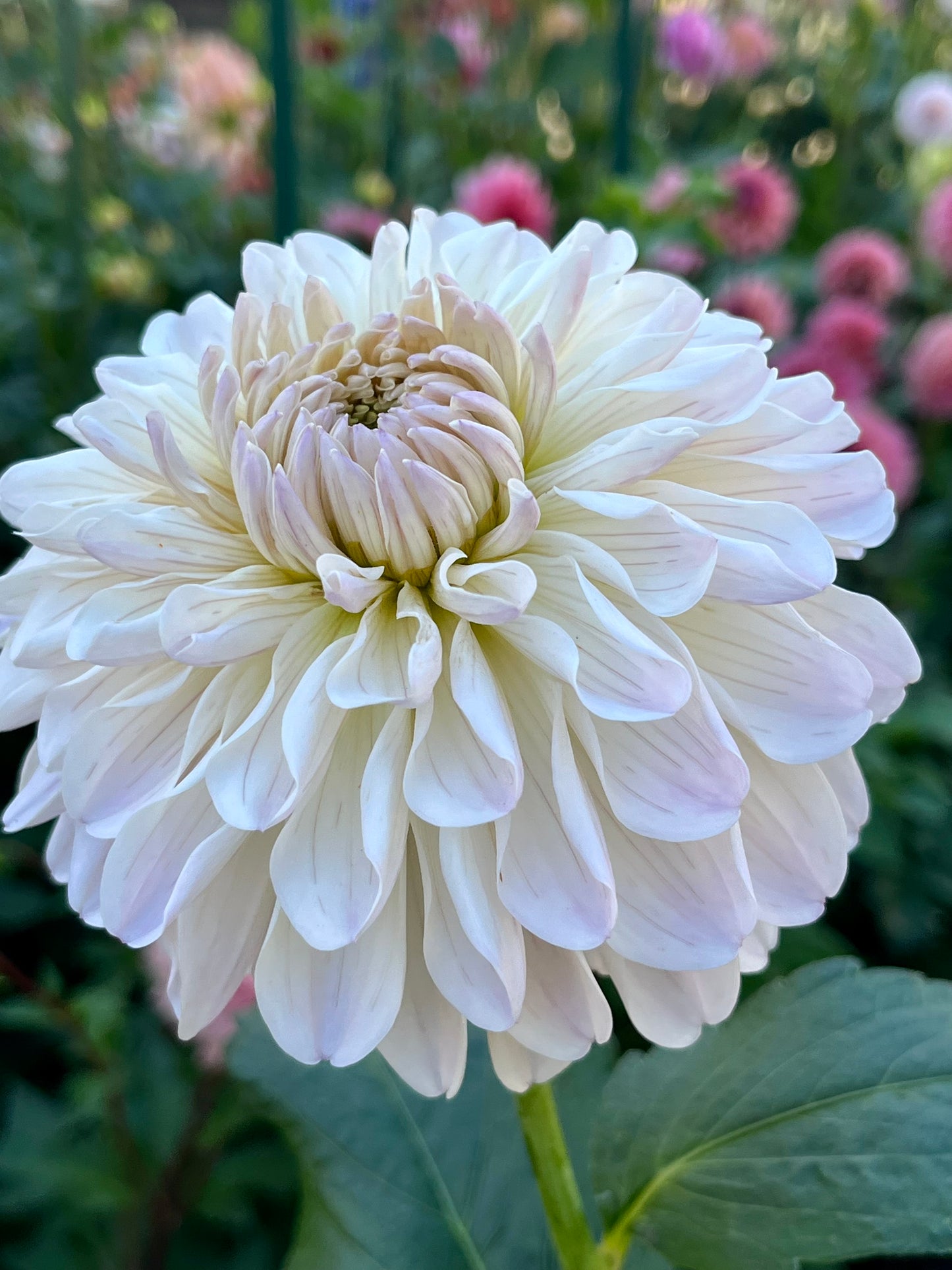 Clasico🇯🇵 -Cutting-