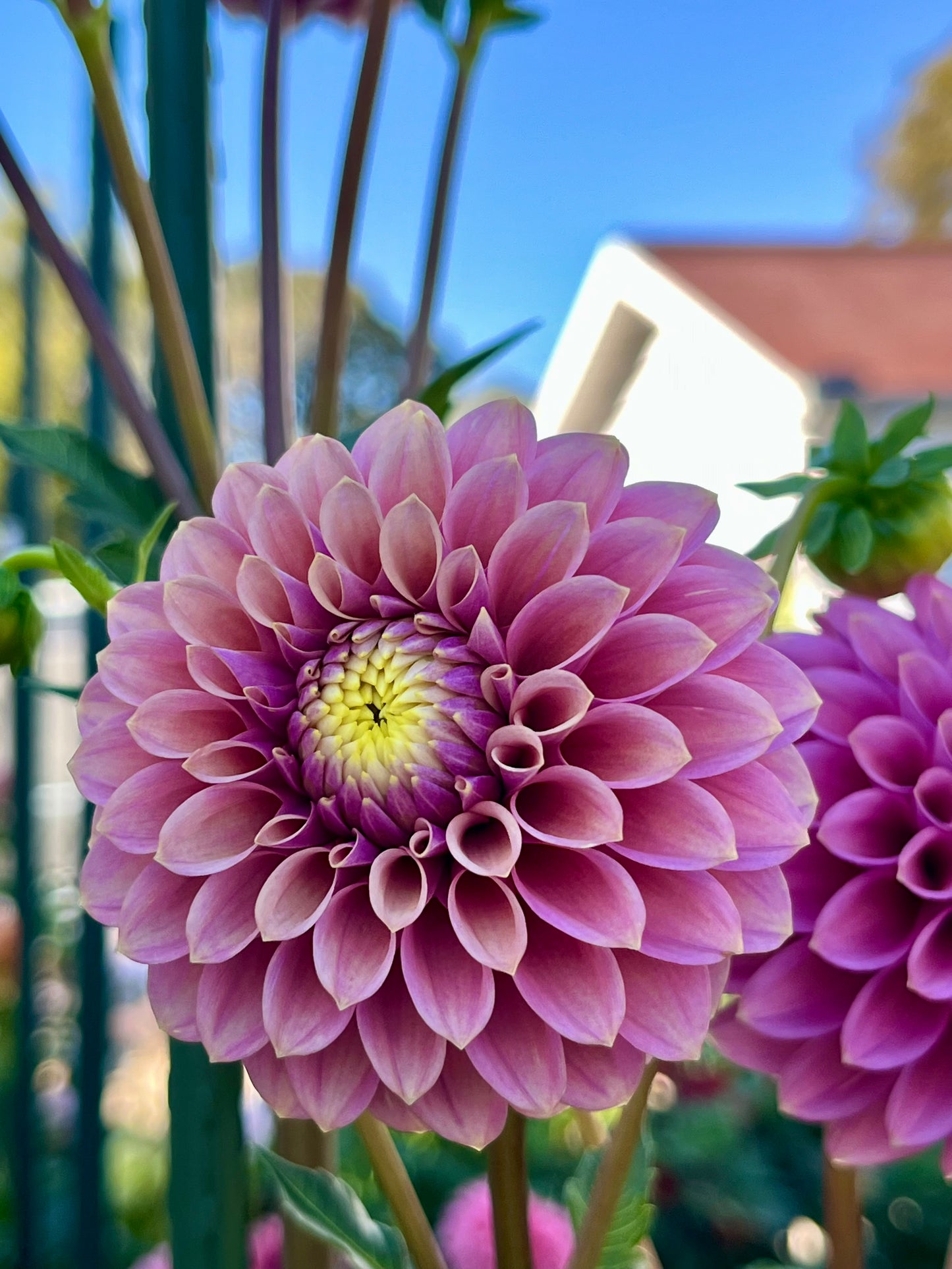 Levi’s Leprechaun -Cutting-