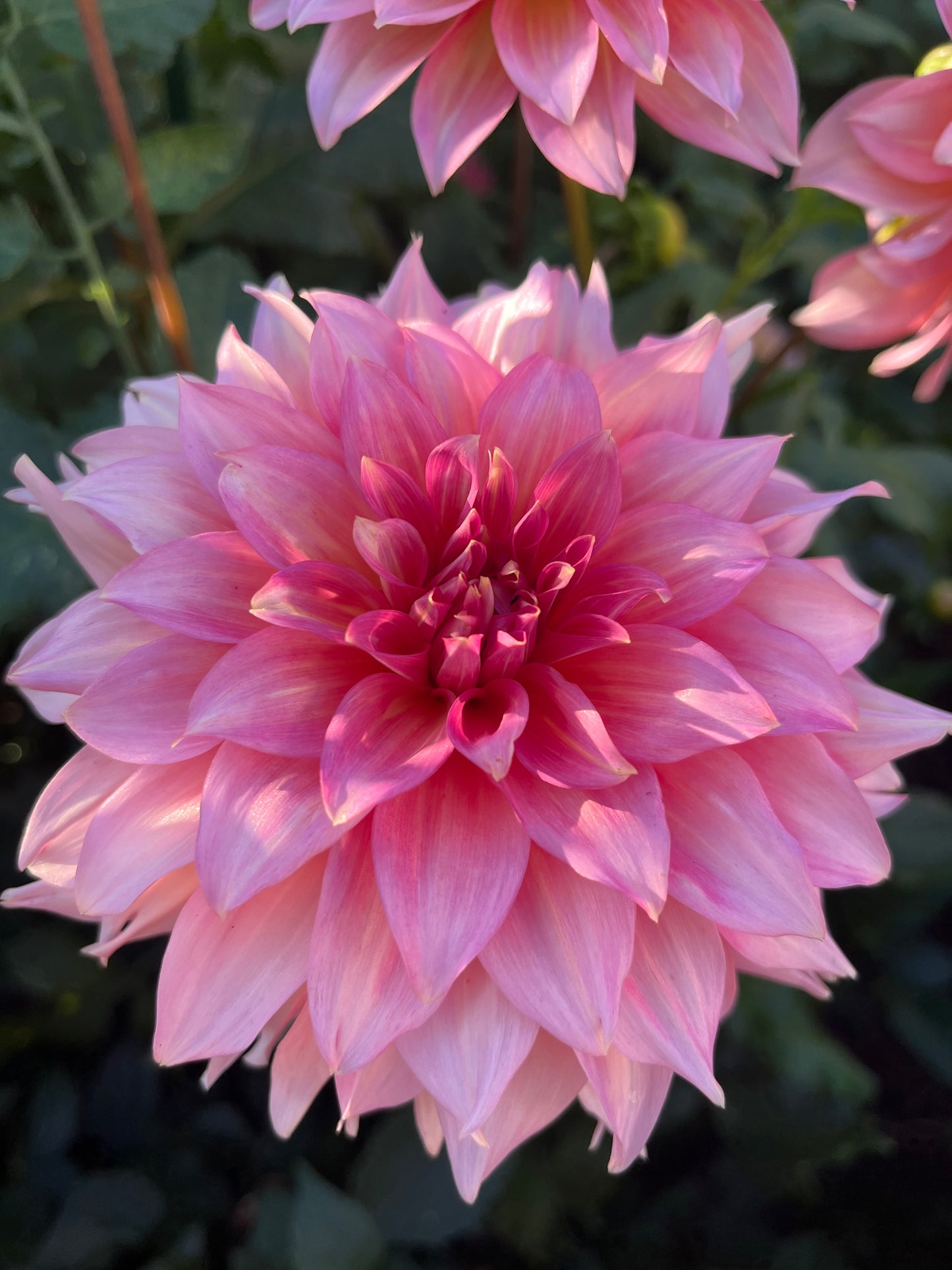 Mrs. Swanee Hunt -Cutting-