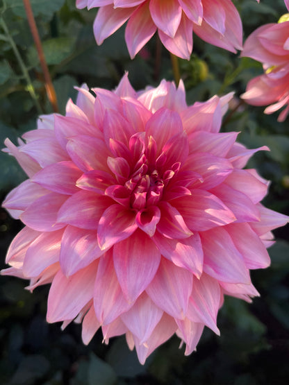 Mrs. Swanee Hunt -Cutting-