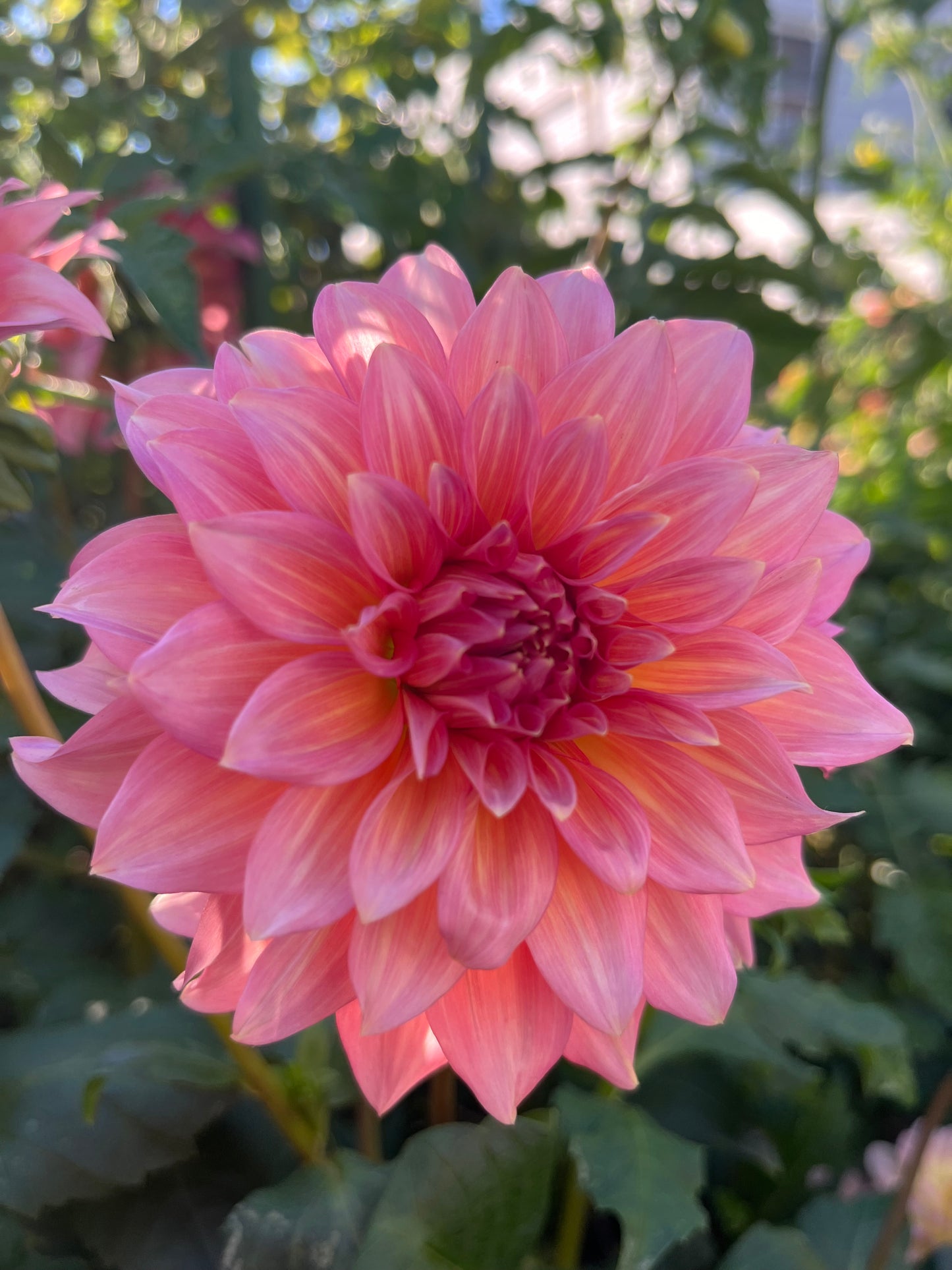 Mrs. Swanee Hunt -Cutting-