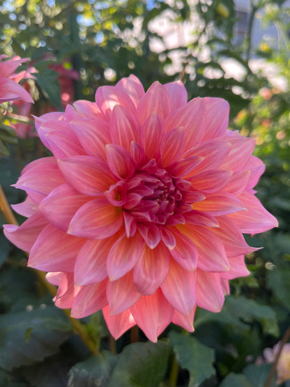 Mrs. Swanee Hunt -Cutting-