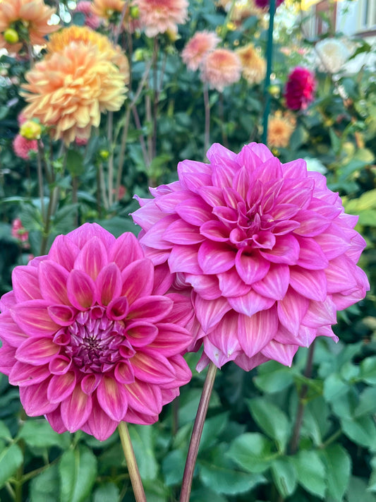 Belle (Juliette) -Limit 1 per Household-