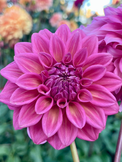 Belle (Juliette) -Cutting-