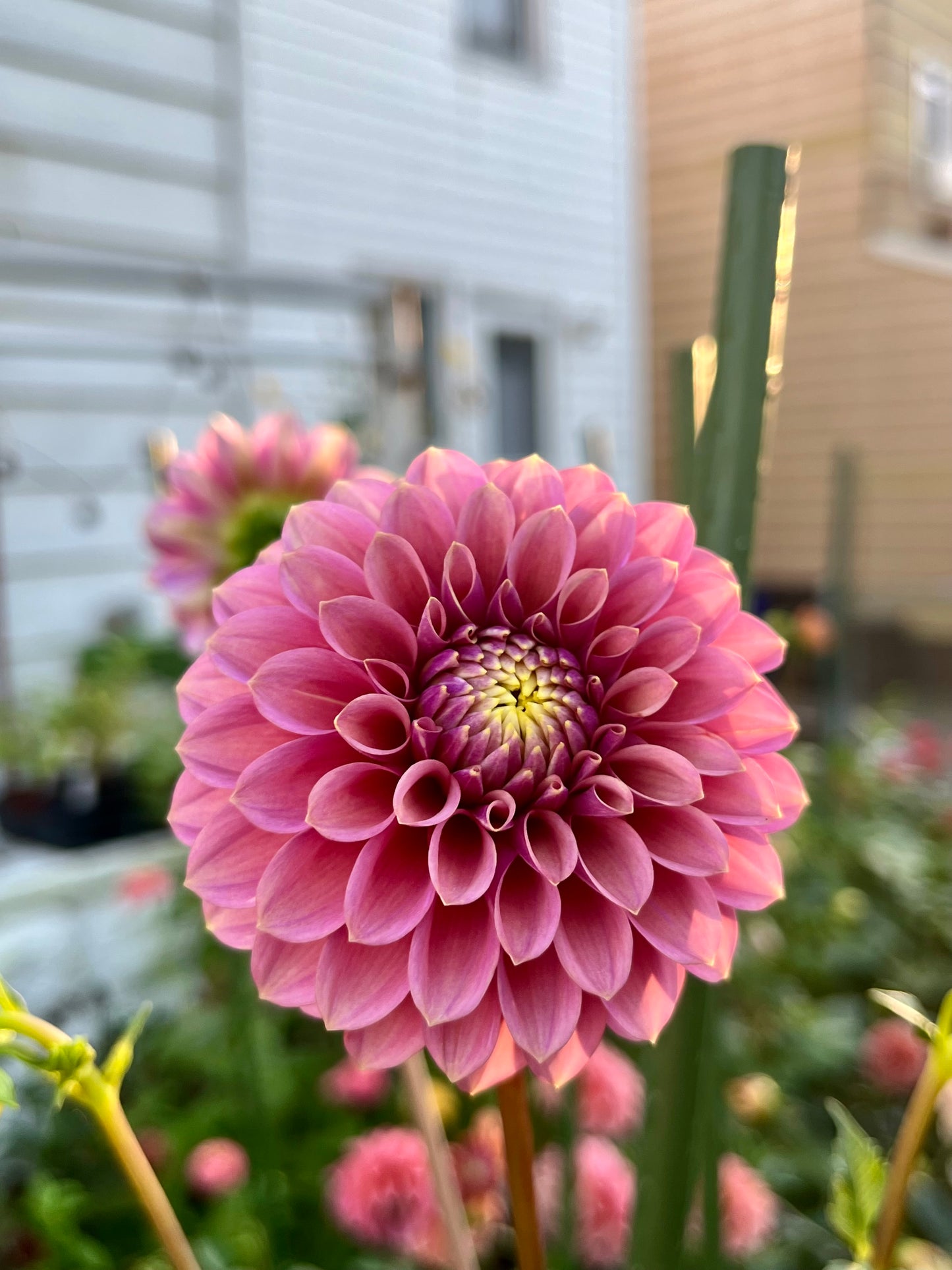 Levi’s Leprechaun -Cutting-