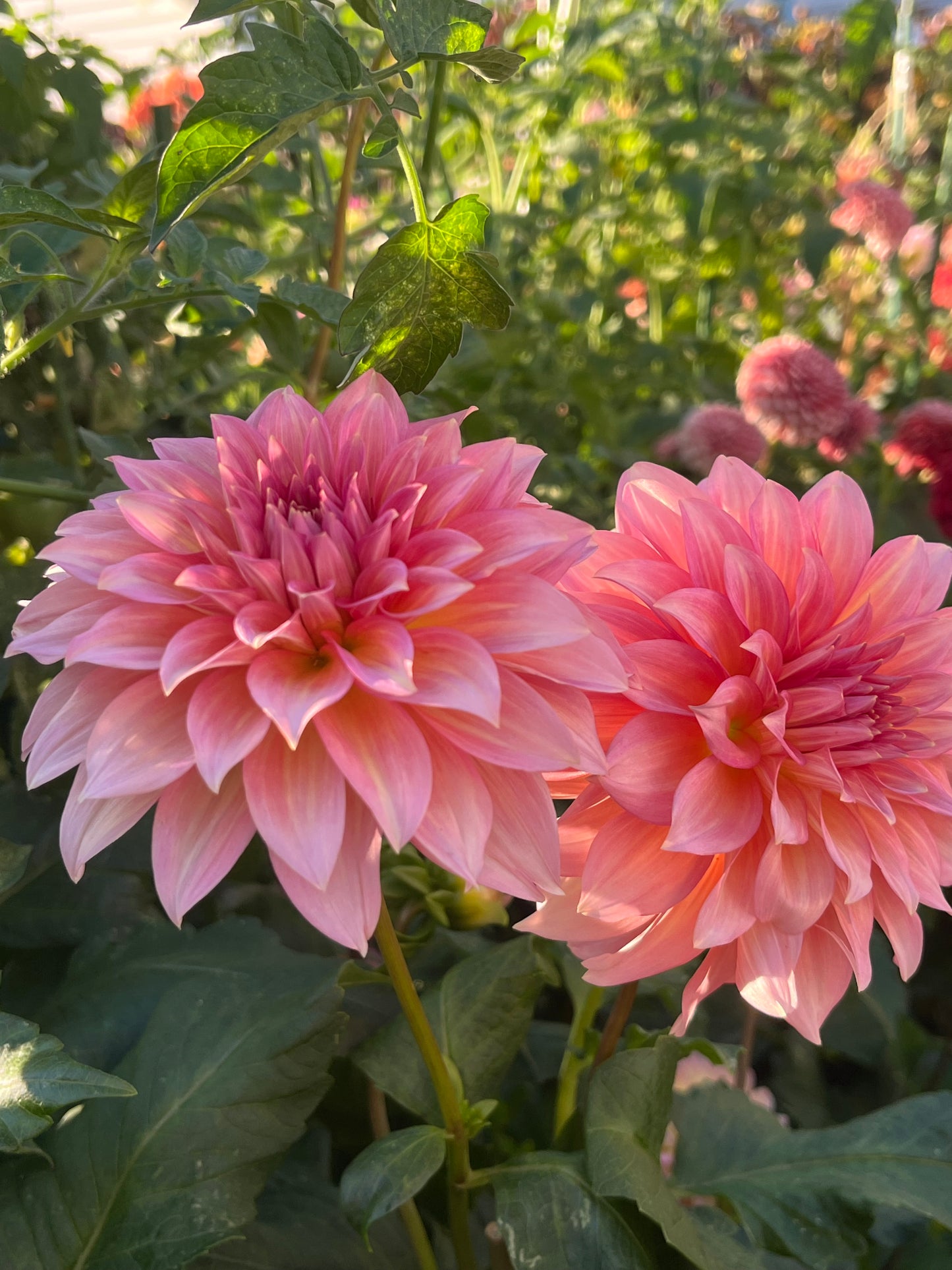 Mrs. Swanee Hunt -Cutting-