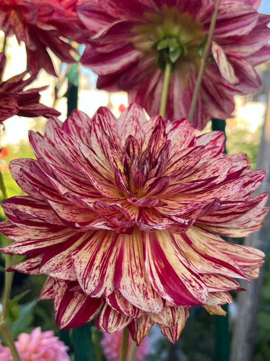 Dragon’s Kiss -Cutting-