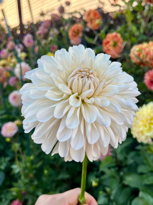 Clasico🇯🇵 -Limit 1 per Household-