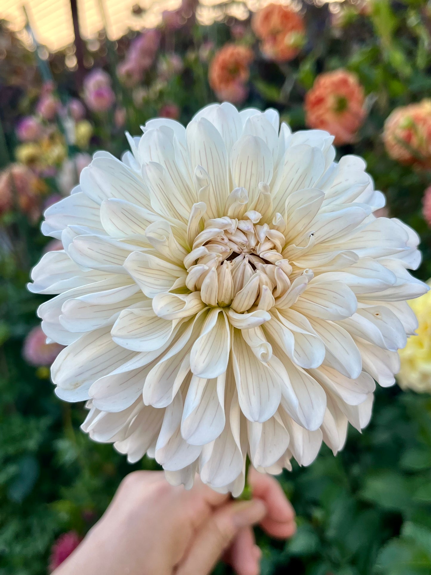 Clasico🇯🇵 -Cutting-