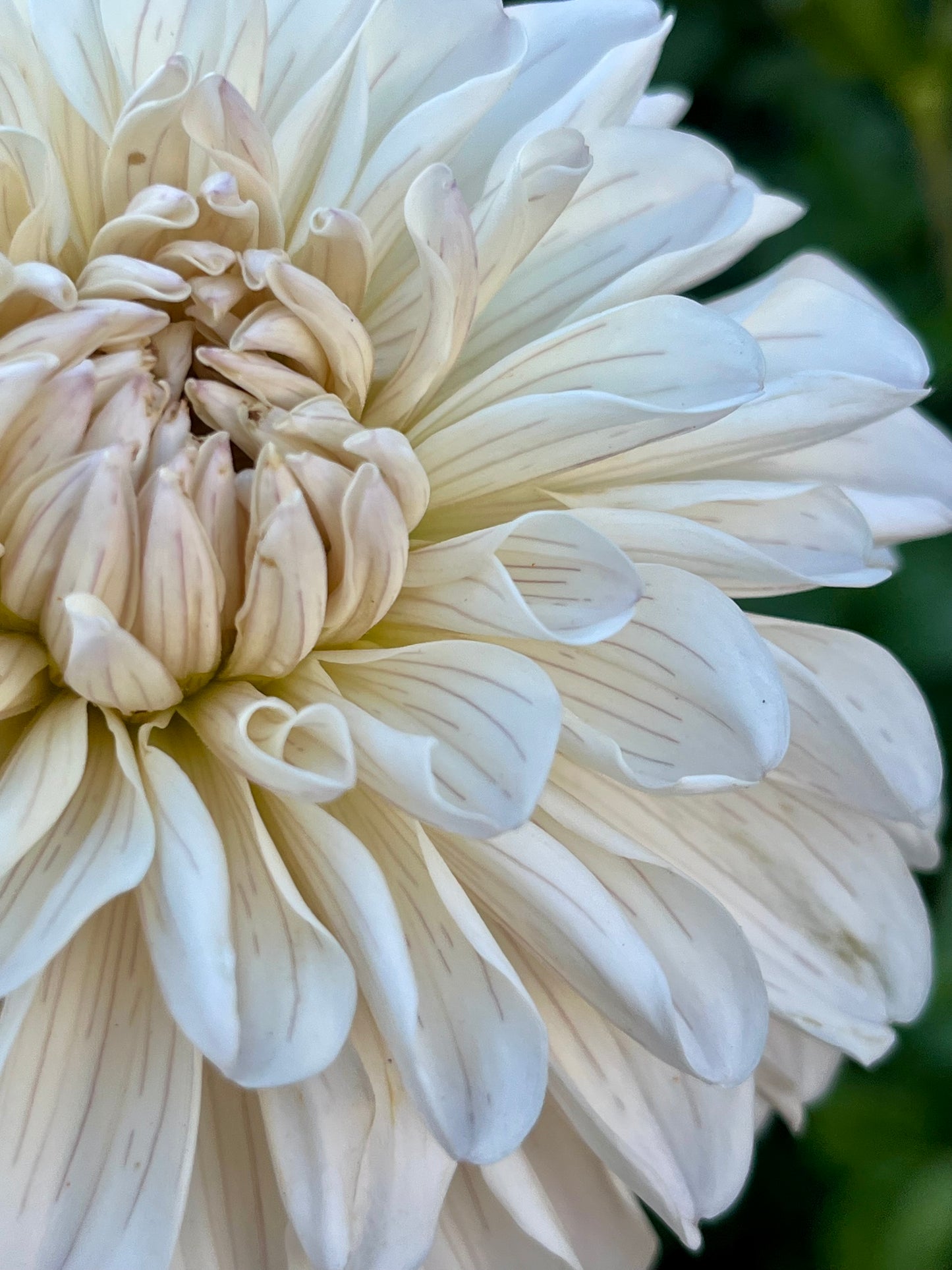 Clasico🇯🇵 -Cutting-