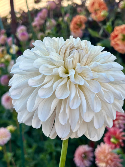 Clasico🇯🇵 -Cutting-