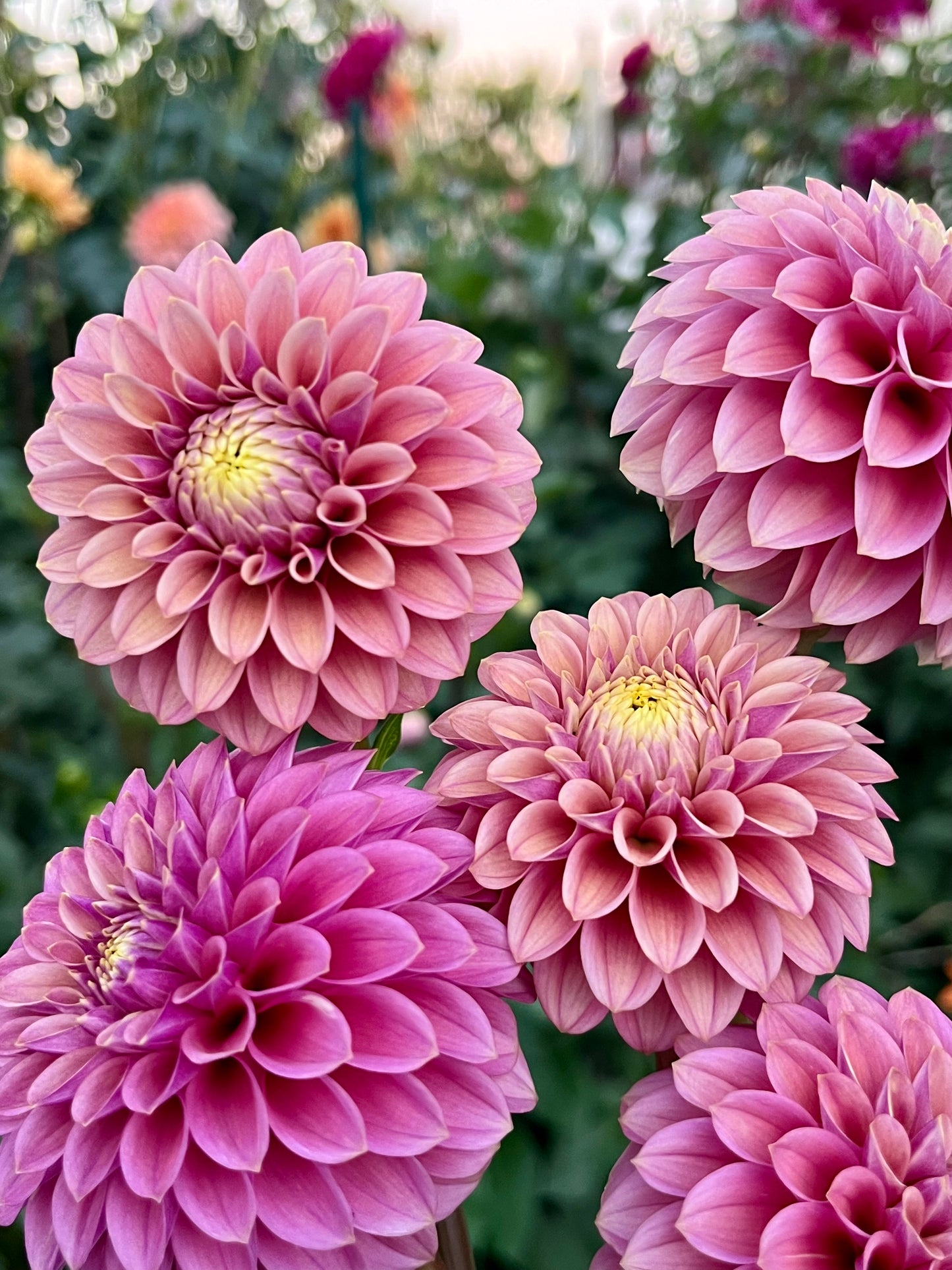 Levi’s Leprechaun -Cutting-