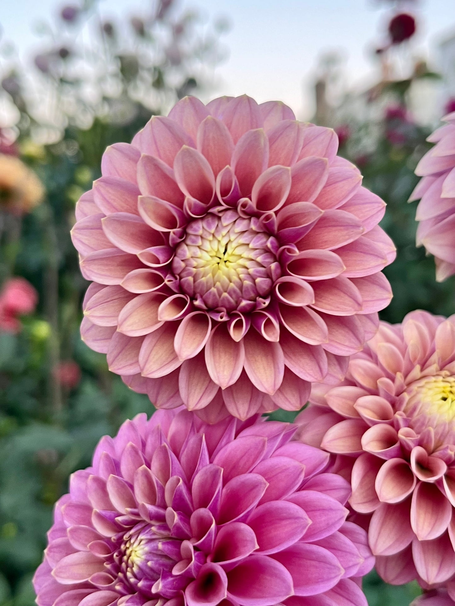 Levi’s Leprechaun -Cutting-