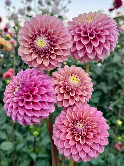 Levi’s Leprechaun -Cutting-