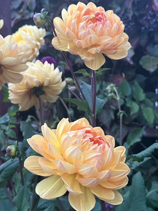 Hollyhill Honeygold -Limit 1 per Household-