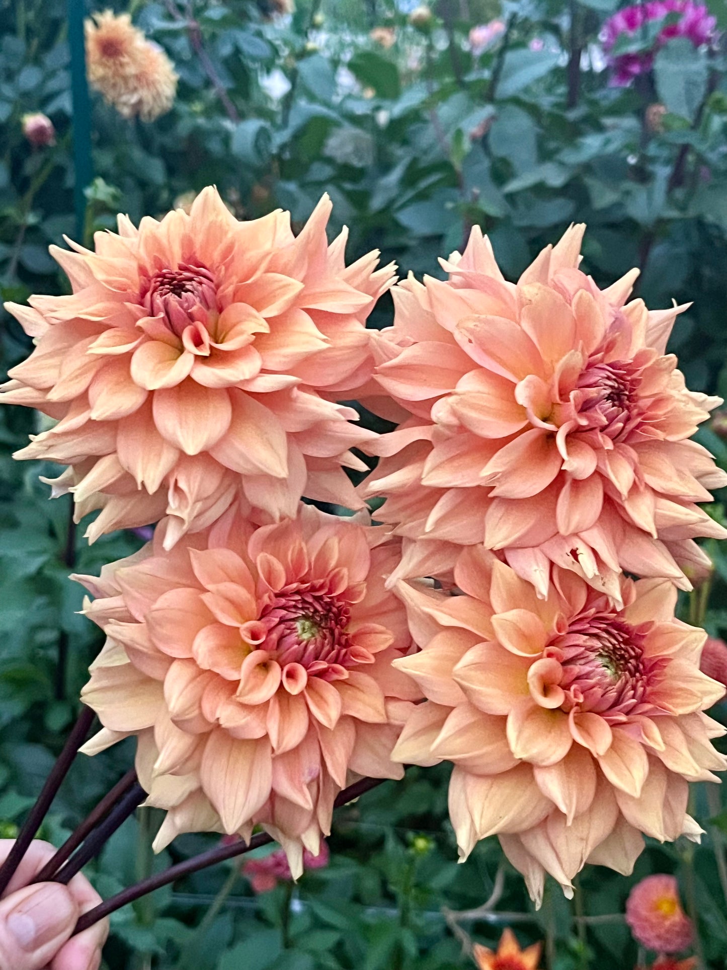 Lee`s Bandicoot -Cutting-