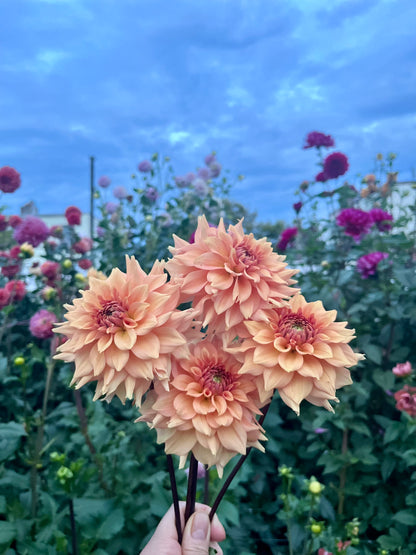 Lee`s Bandicoot -Cutting-