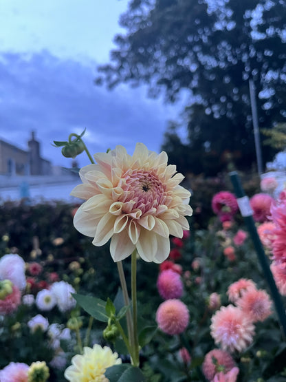 LTF Lemon Blush -Cutting-