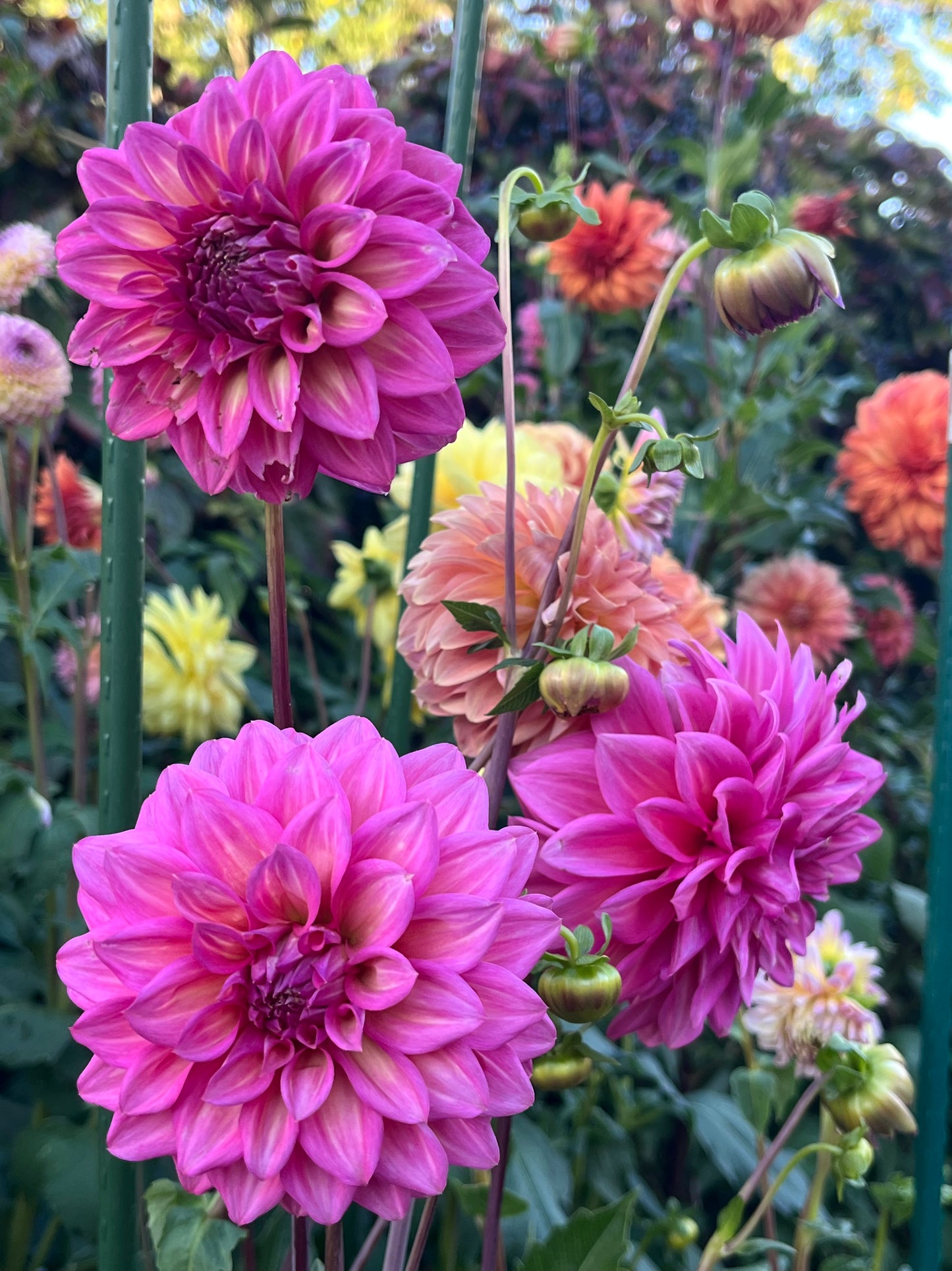 Belle (Juliette) -Cutting-