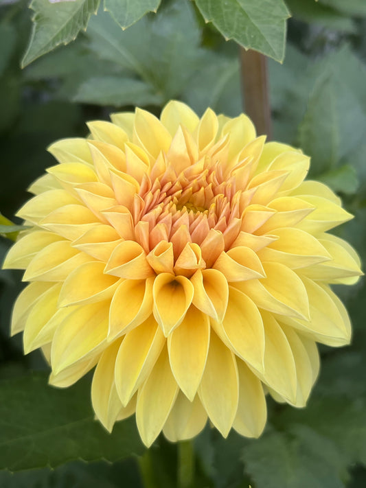 Himari 🇯🇵 -Limit 1 per Household-