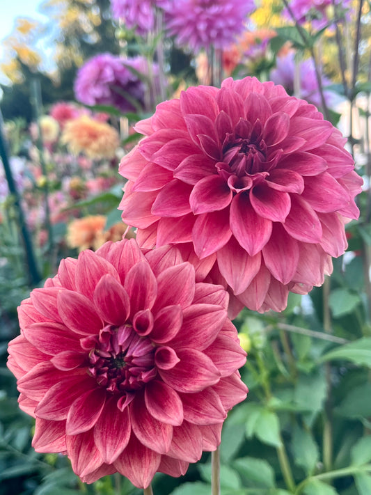 Hapet Smokey -Cutting-