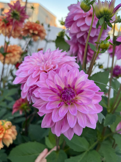 Bella Dawn -Limit 1 per Household-