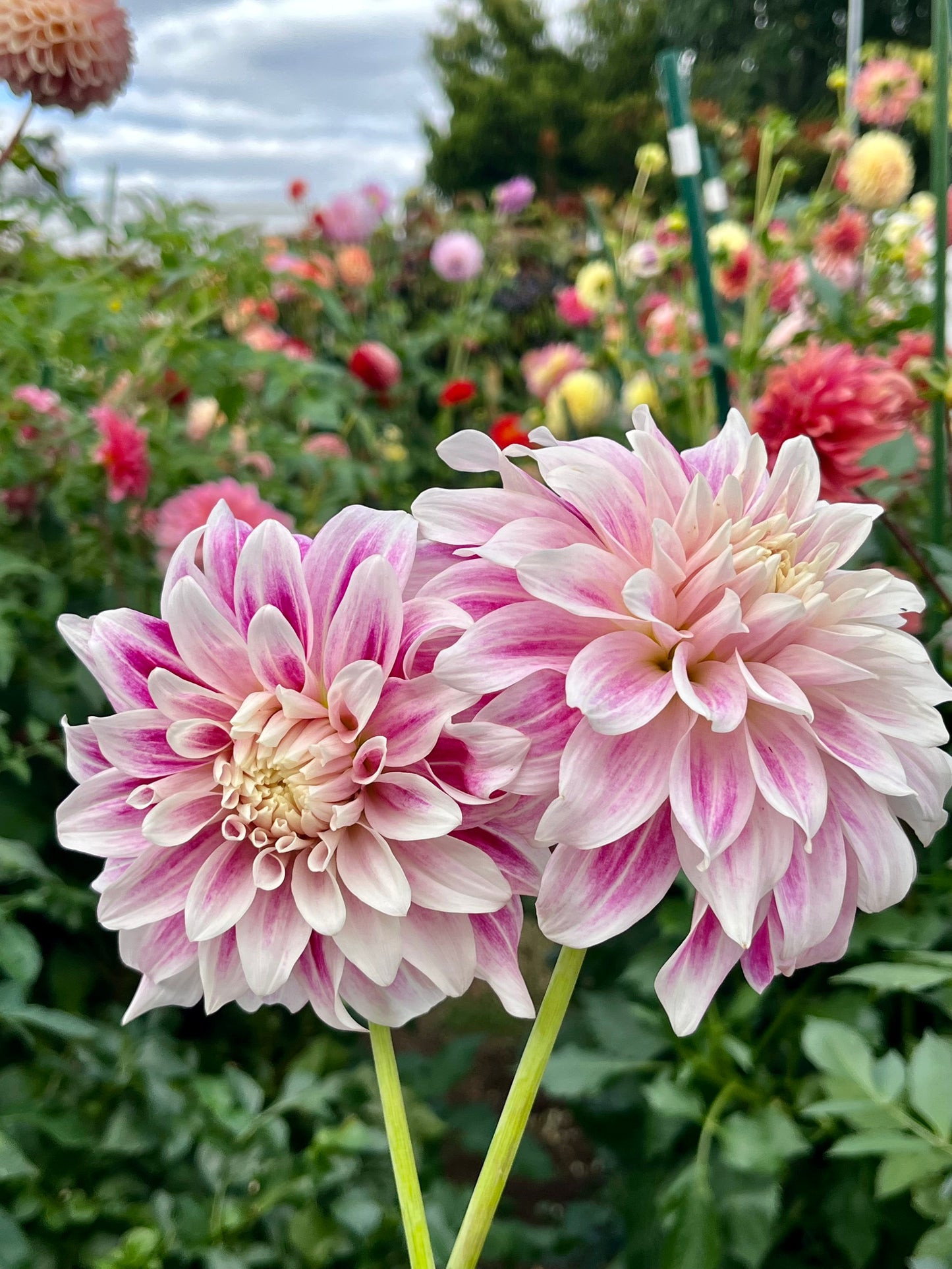 CDP Misty Dawn -Cutting-