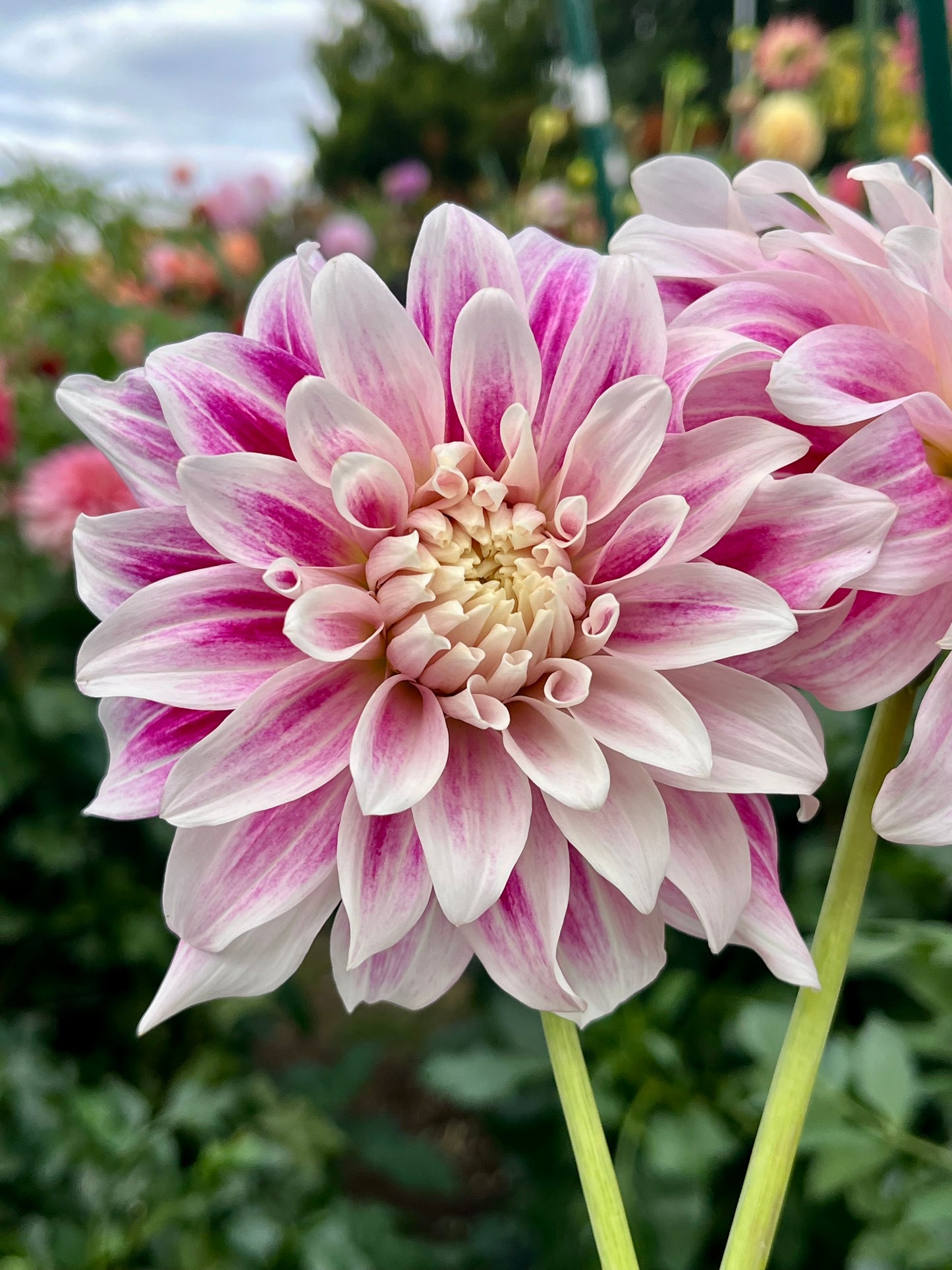 CDP Misty Dawn -Cutting-