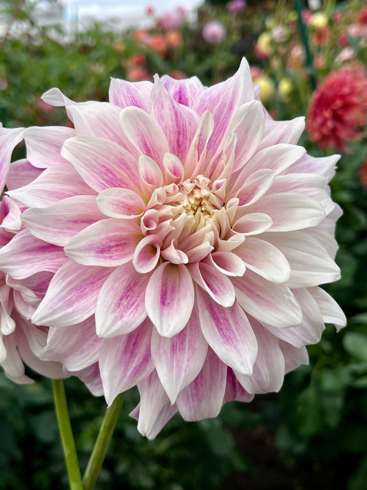 CDP Misty Dawn -Cutting-