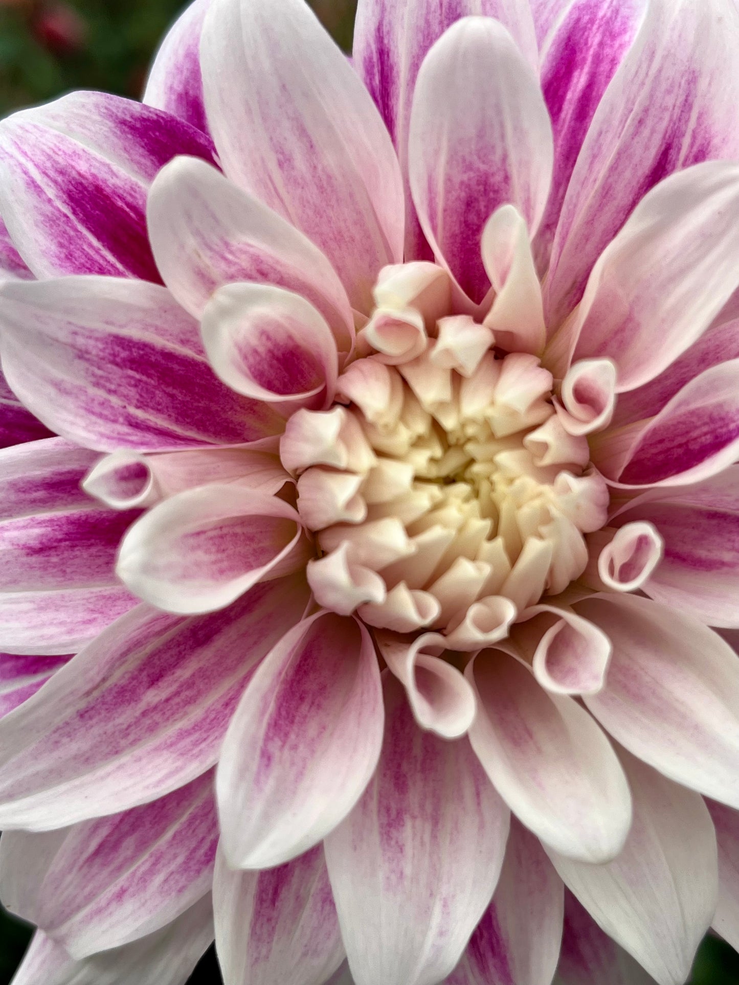 CDP Misty Dawn -Cutting-