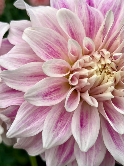 CDP Misty Dawn -Cutting-