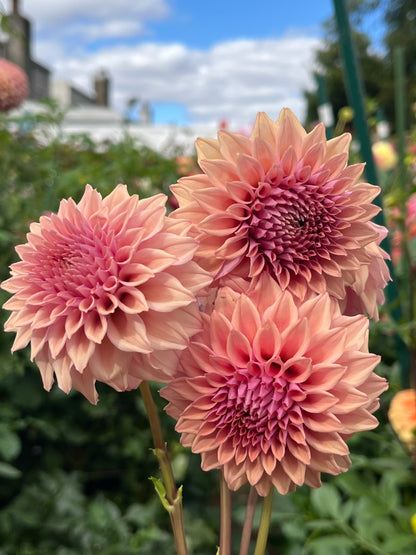 Lee’s Swiss Miss -Cutting-