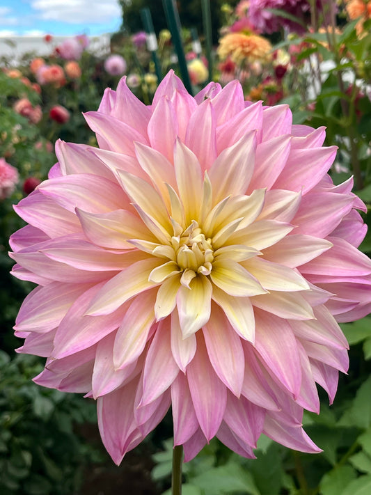Garden of Love🇯🇵 -clump-