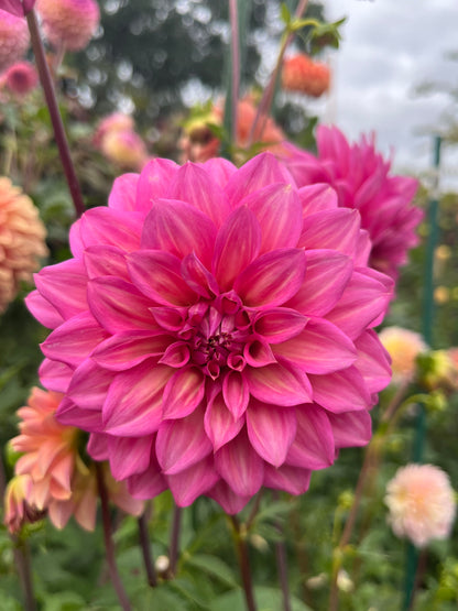 Belle (Juliette) -Cutting-