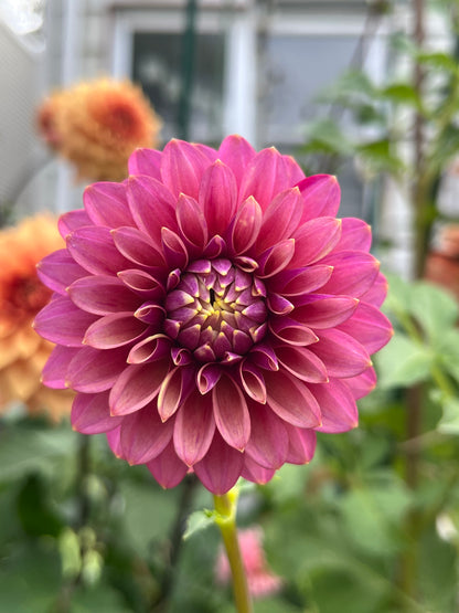 Levi’s Leprechaun -Cutting-