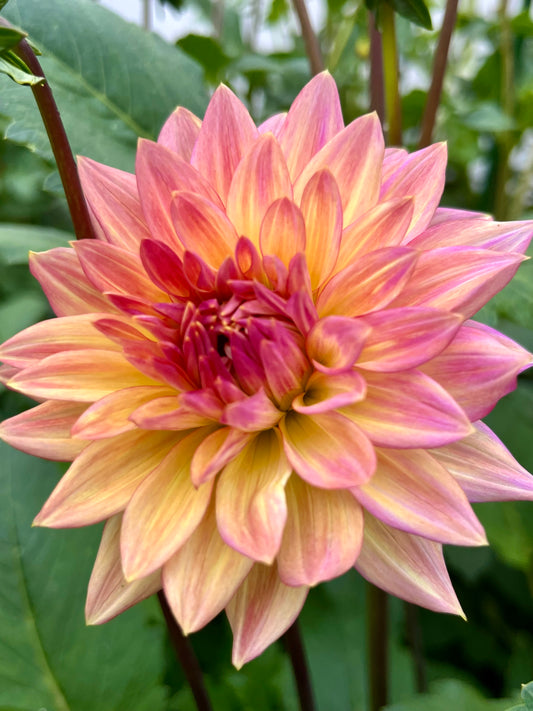 Florelie Seastar -Cutting-