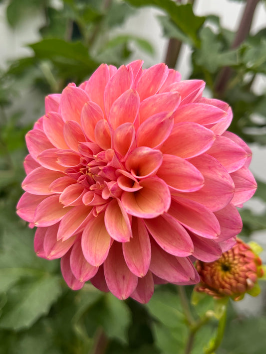 Jamie's Sallor Sunset