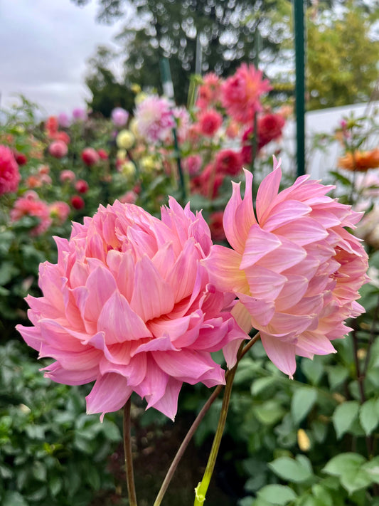 Ferncliff Cameo -Cutting-