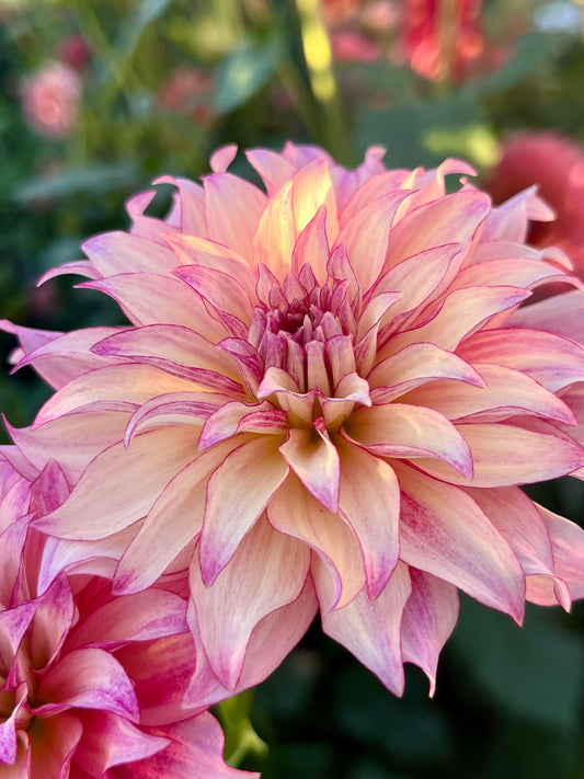 CDP Strawberry Cheesecake -Cutting-