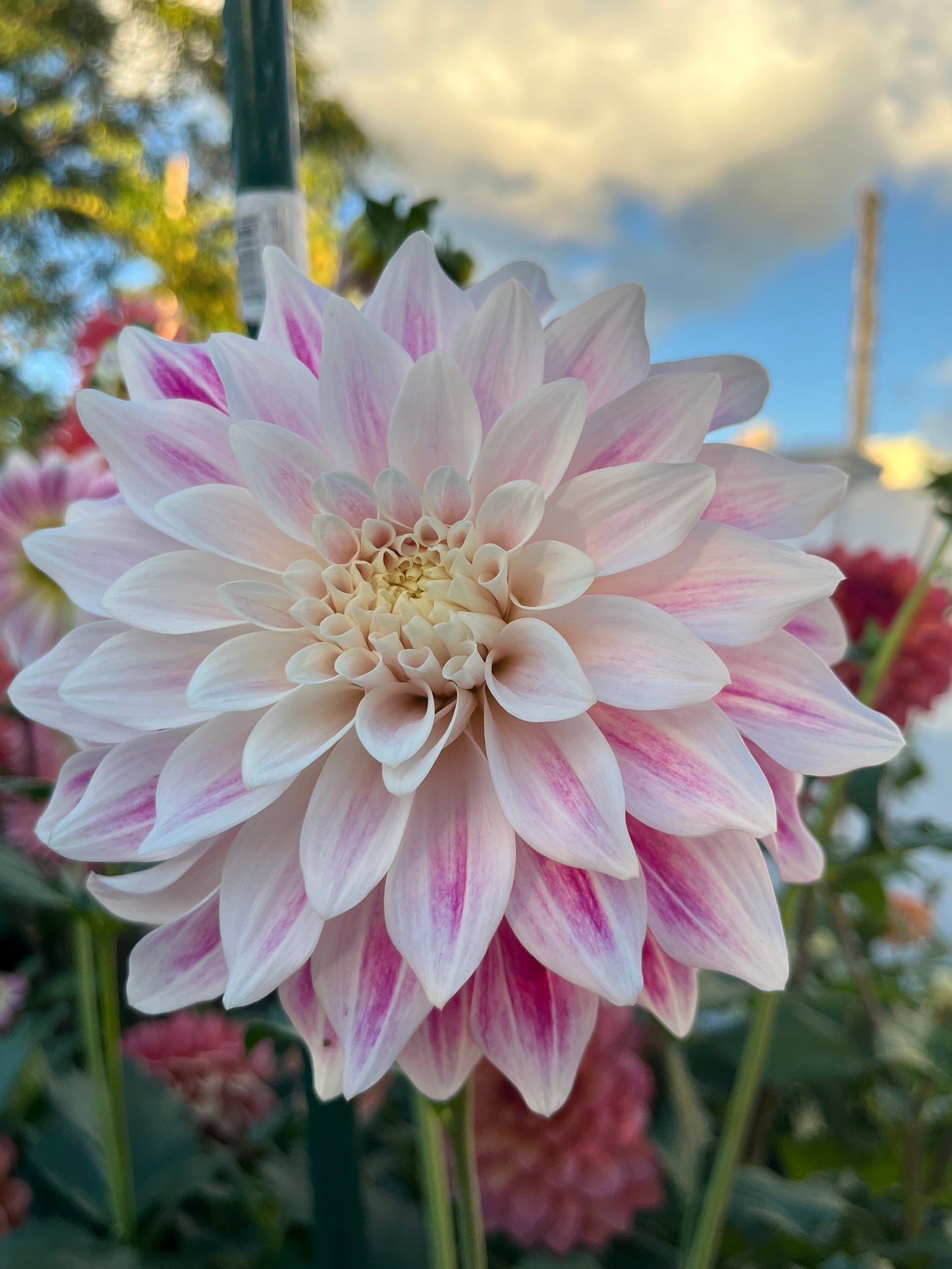 CDP Misty Dawn -Cutting-