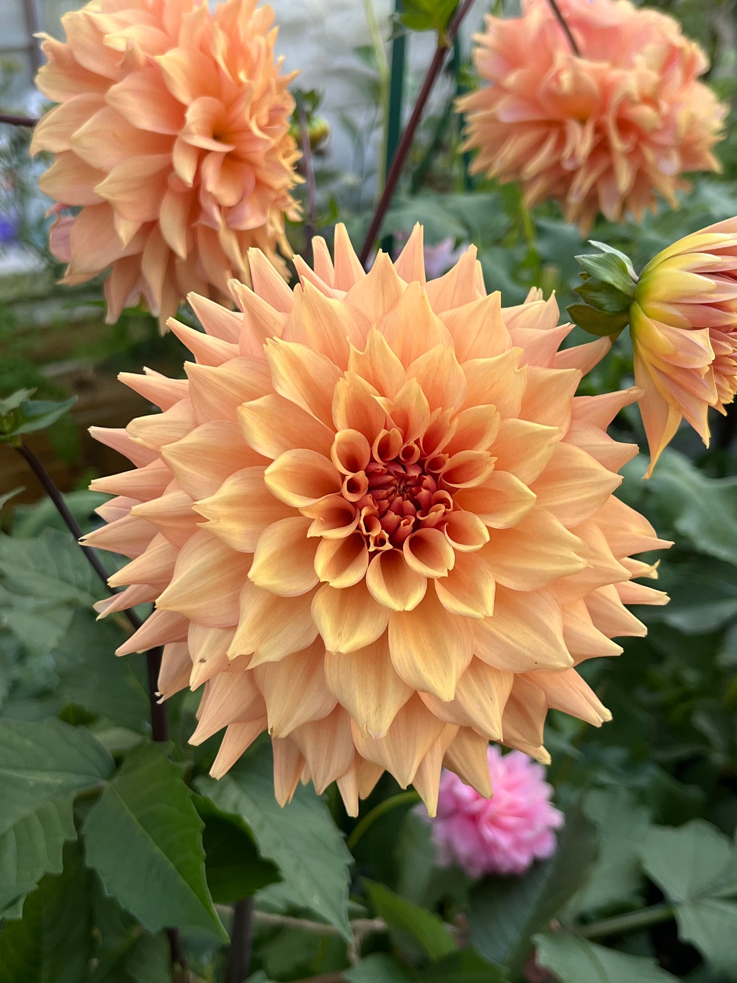 Lee`s Bandicoot -Cutting-