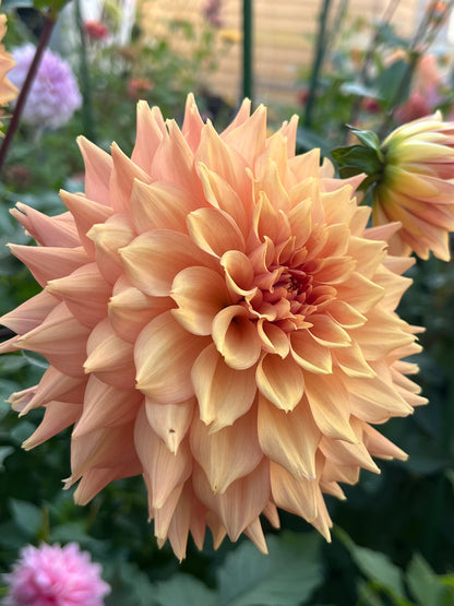 Lee`s Bandicoot -Cutting-